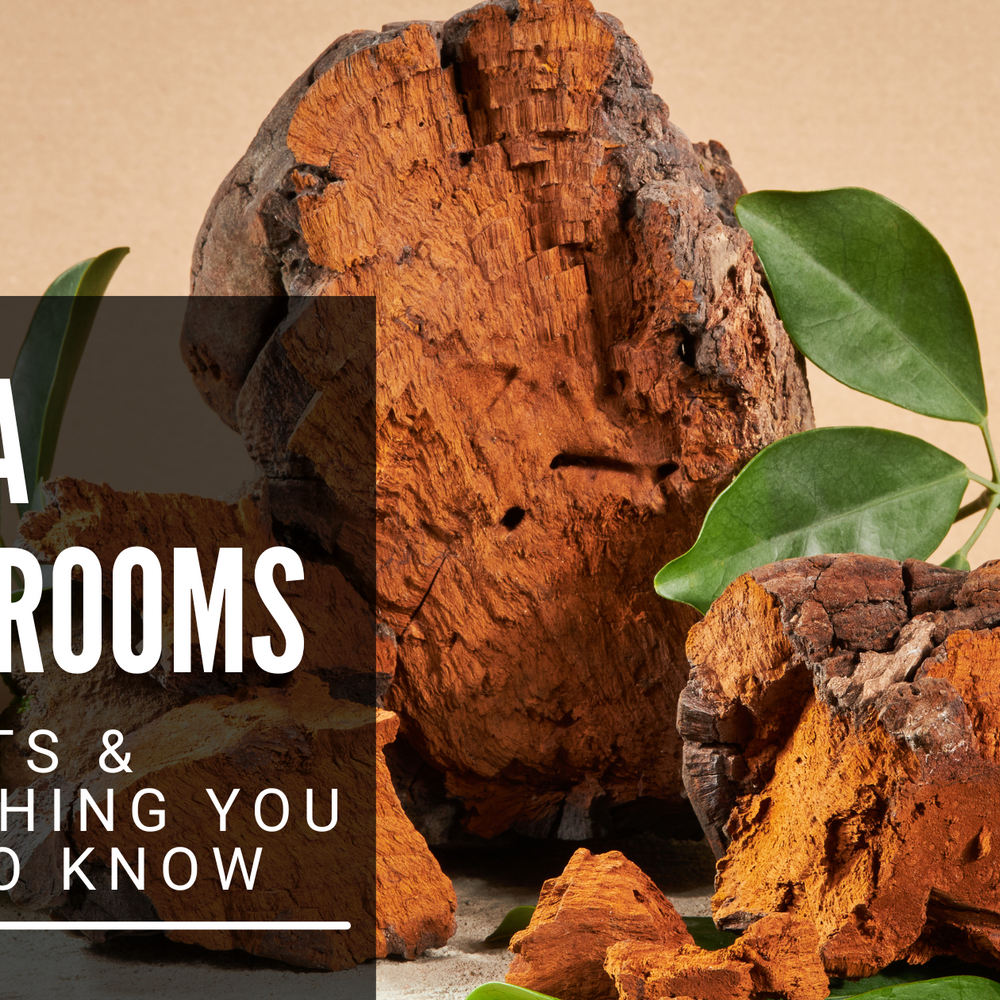 Chaga Mushrooms: Benefits & Everything You Need to Know