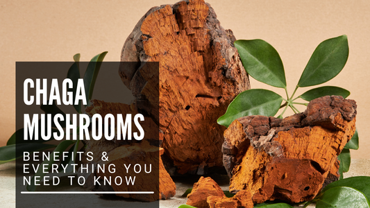 Chaga Mushrooms: Benefits & Everything You Need to Know