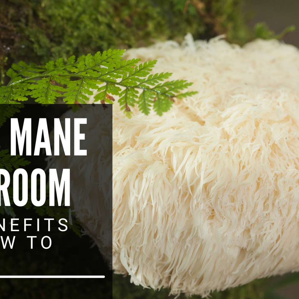 Lion’s Mane Mushroom - The Benefits and How To Use It