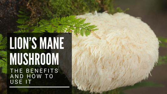 Lion’s Mane Mushroom - The Benefits and How To Use It