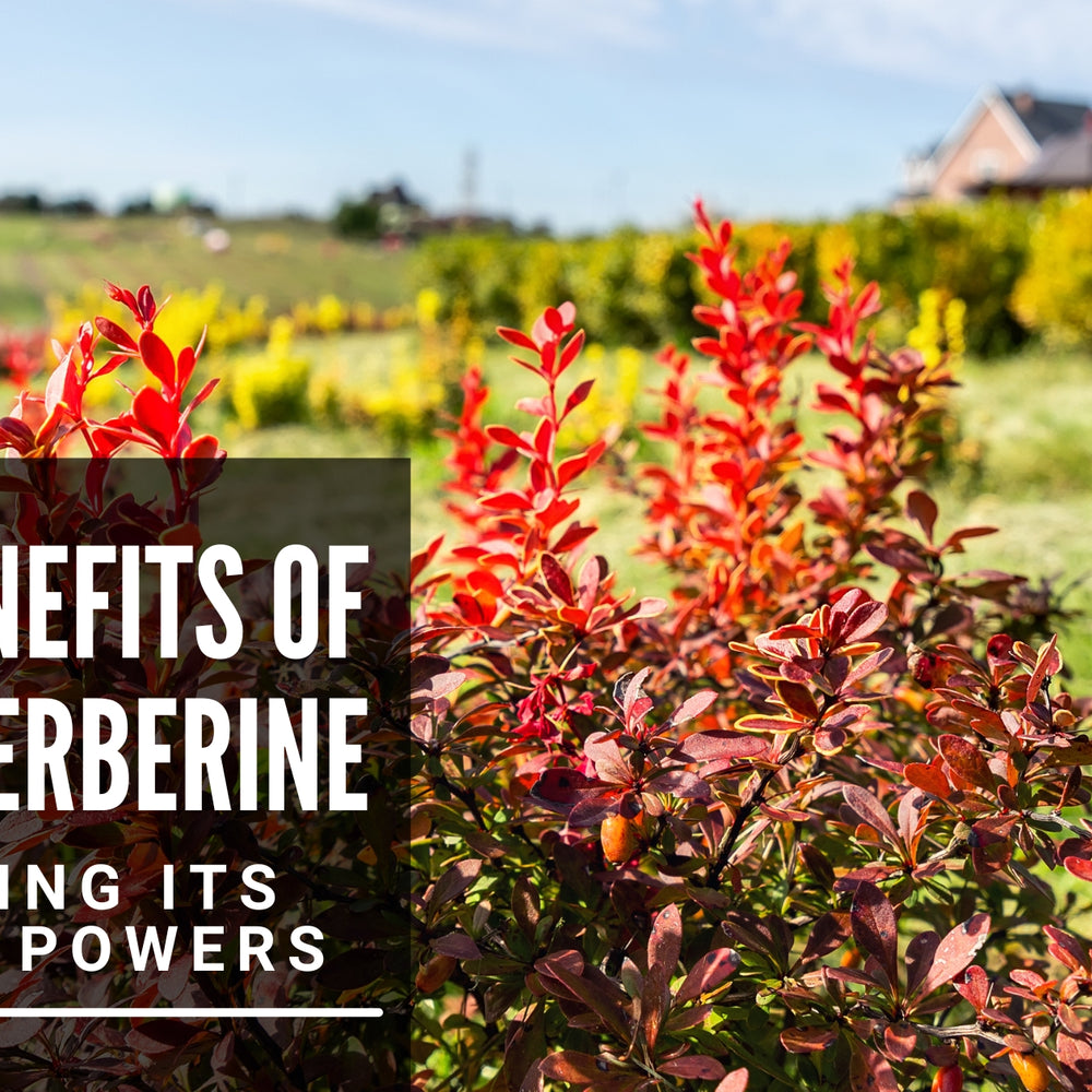 The Benefits of Pure Berberine: Unlocking Its Potent Powers