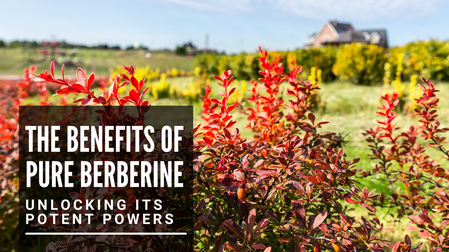 The Benefits of Pure Berberine: Unlocking Its Potent Powers